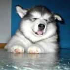 karmasherbs's Avatar