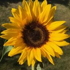 MMSNewbie's Avatar